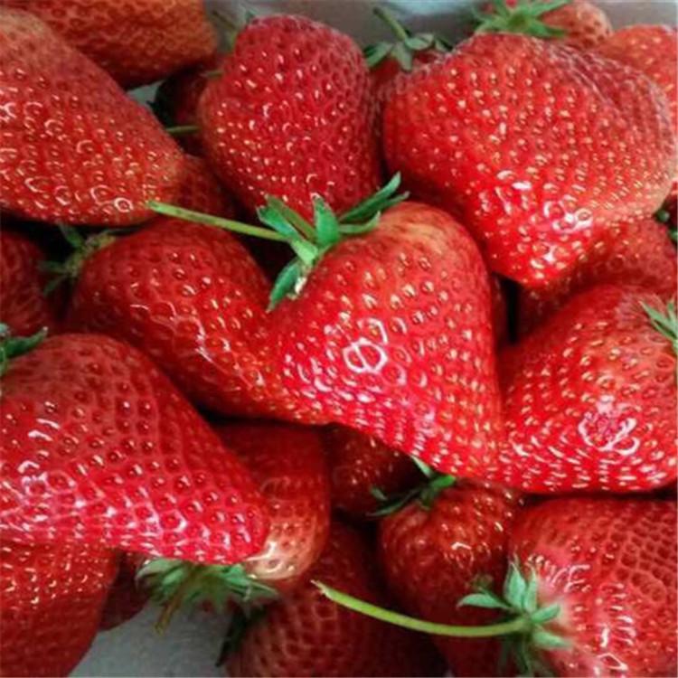 章姬草莓 牛奶草莓批发 99草莓批发 长沙草莓批发