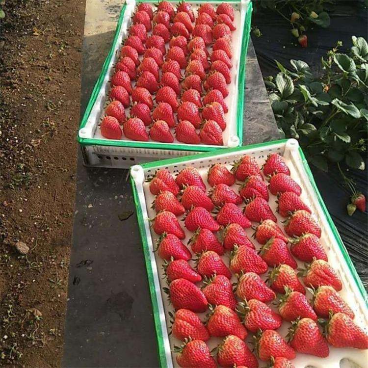 99草莓 草莓基地 今年草莓价格