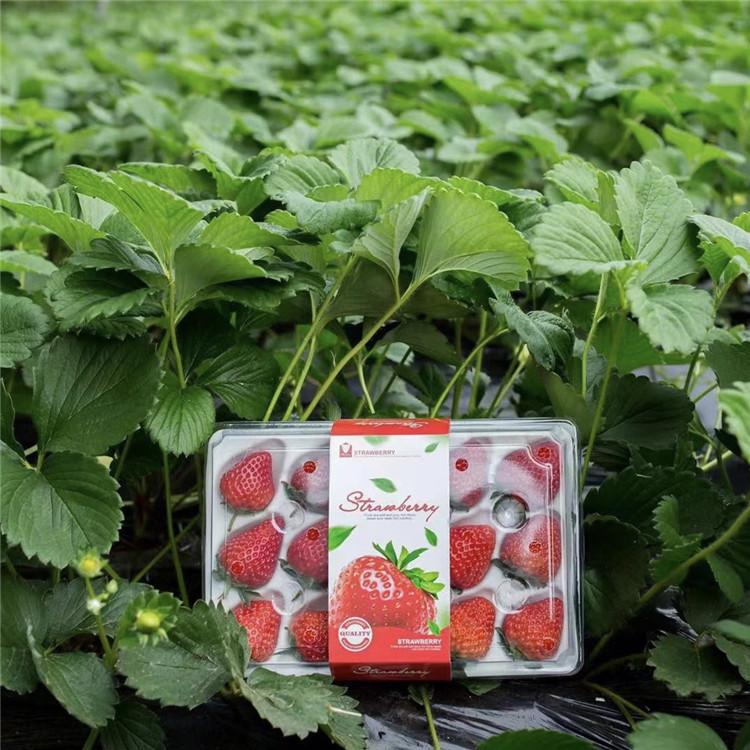 沈阳草莓批发 本溪草莓品种 阜新草莓采摘 盘锦草莓基地