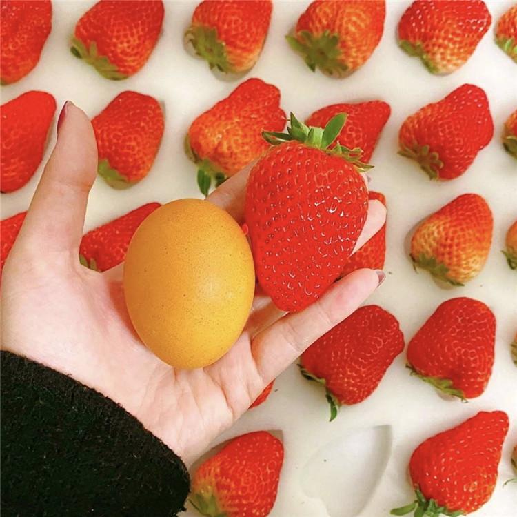 大棚草莓 白草莓批发 奶油草莓批发 北京草莓批发