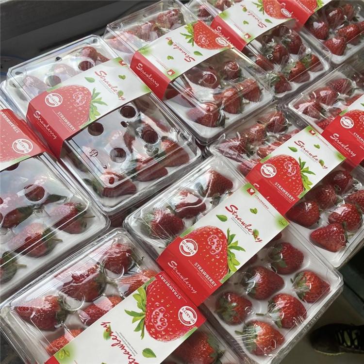 新鲜99草莓 红颜草莓批发 白雪公主草莓批发 新鲜草莓价格
