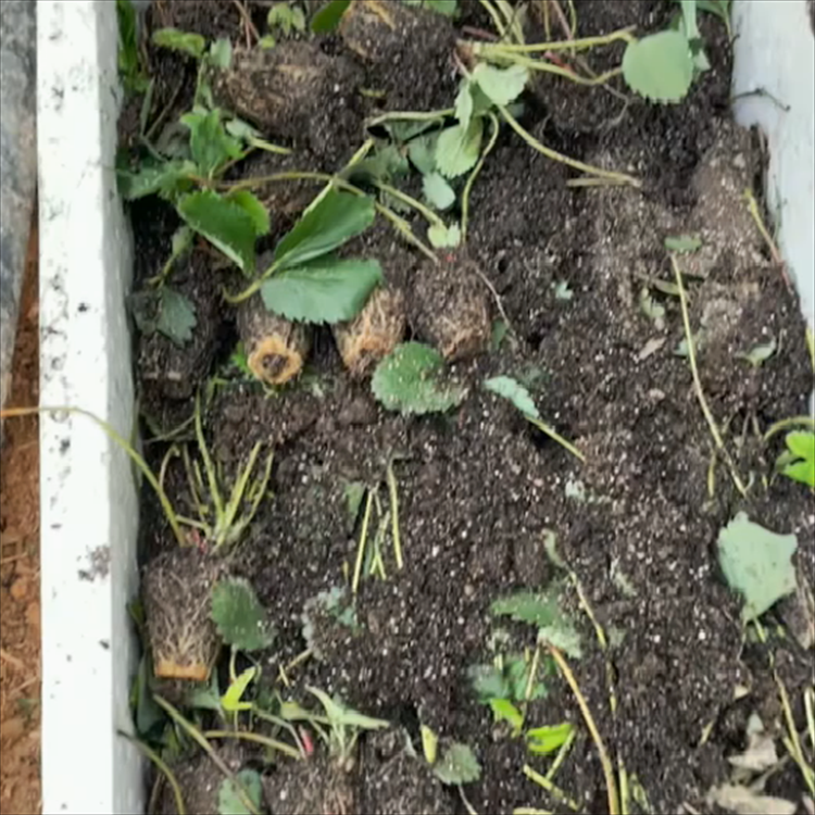 沈阳九九草莓批发 丹东东港草莓采摘 草莓基地