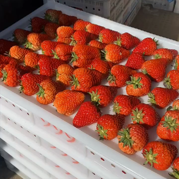 草莓采摘 锦州草莓 辽阳草莓批发市场 铁岭草莓批发市场
