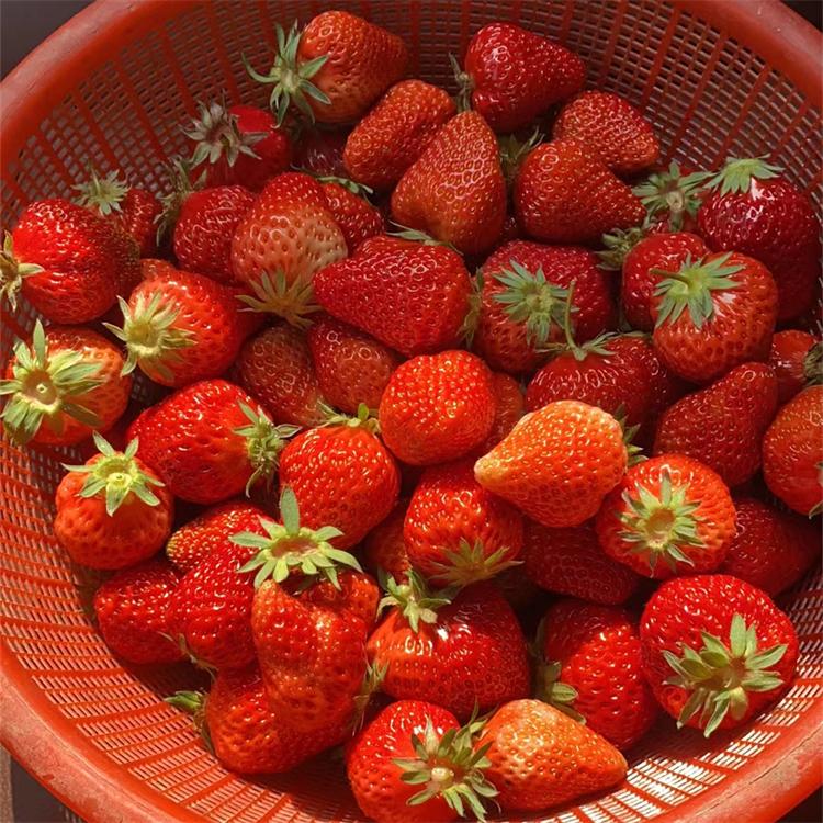 草莓批发采摘 草莓种植基地 沈阳草莓供应