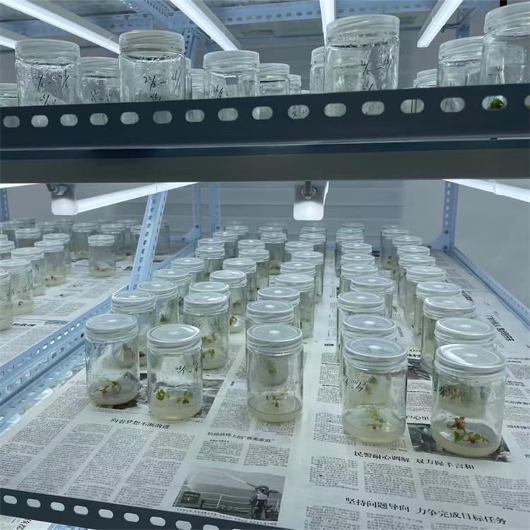 沈阳九九草莓批发 丹东东港草莓采摘 草莓基地