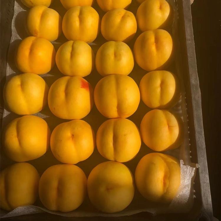  丹东黄油桃  黄金蜜桃供应厂家 价格