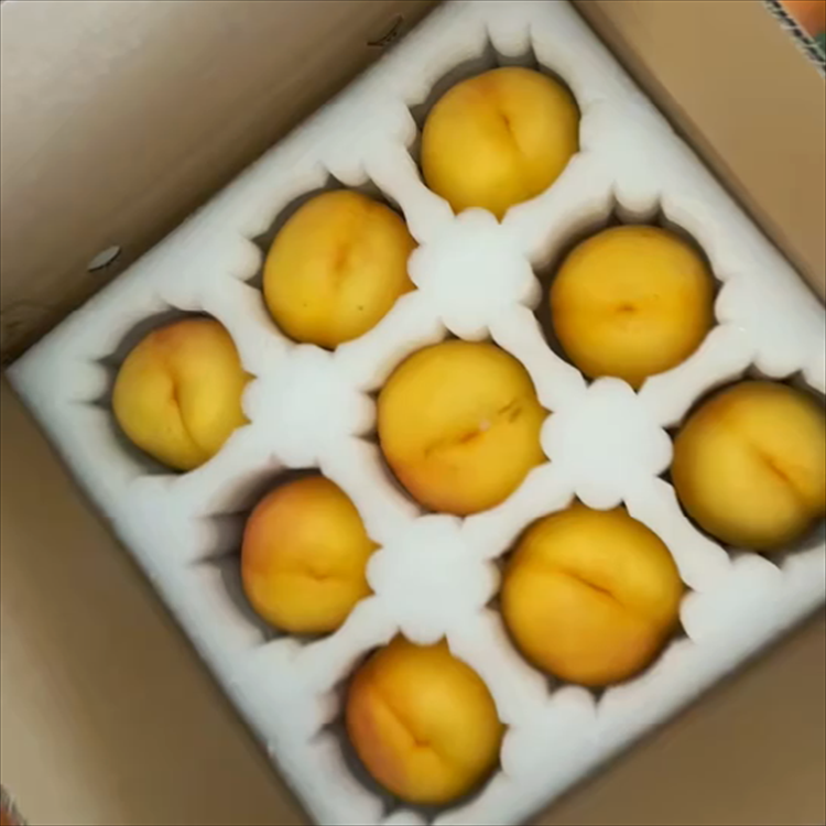 黄金蜜桃 丹东黄金蜜桃供应厂家 黄油桃价格