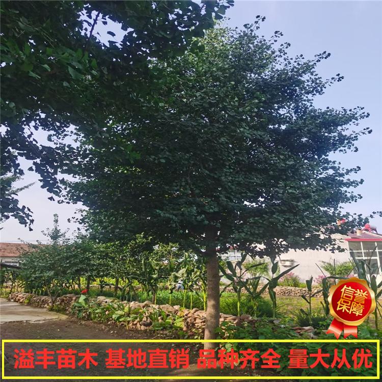 银杏苗价格 丹东 溢丰  银杏苗基地 厂家直发