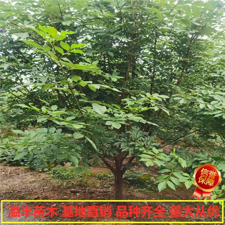 供应大乔木白蜡 丹东 溢丰 绿化白蜡  苗木基地直销