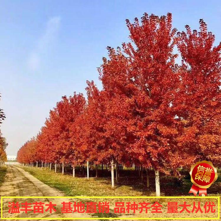 美国红枫秋火焰 丹东 溢丰  美国红枫种植基地 