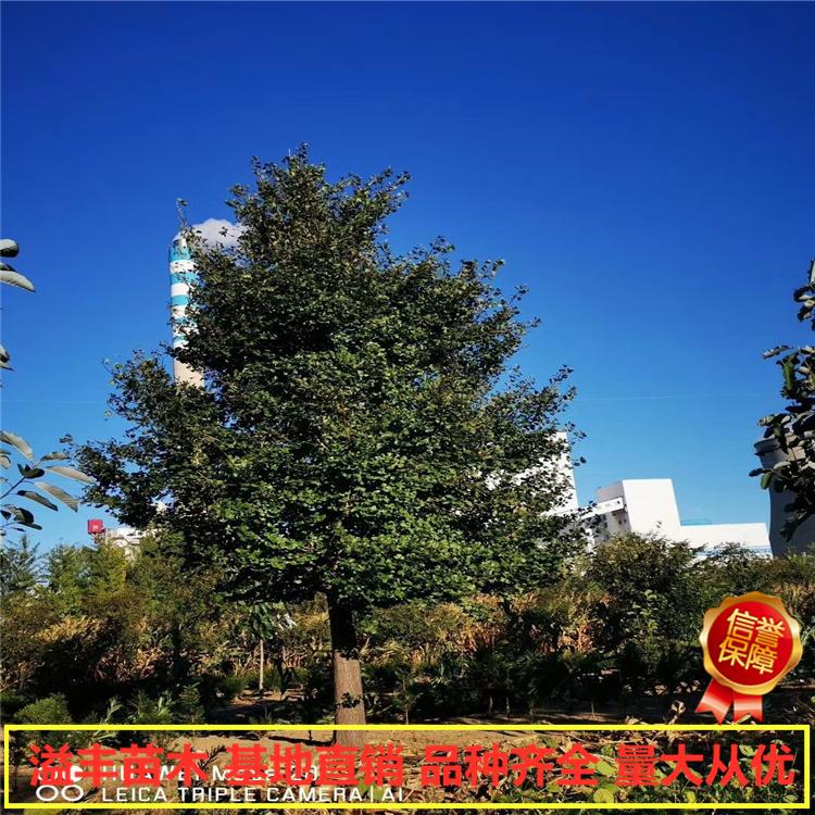 银杏景观树  丹东 溢丰 绿化用银杏树 银杏批发