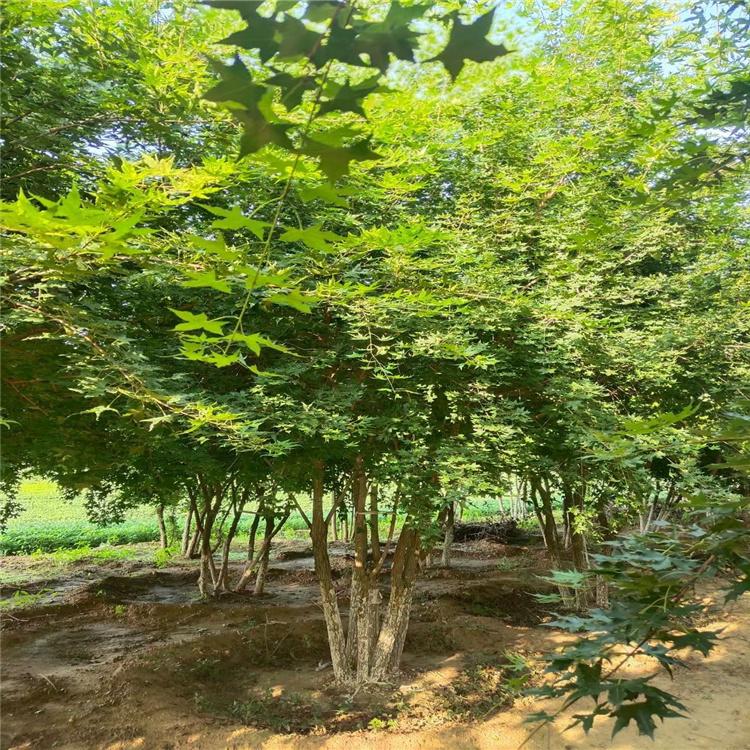  丛生五角枫 丹东 溢丰  地径八公分五角枫 基地直发