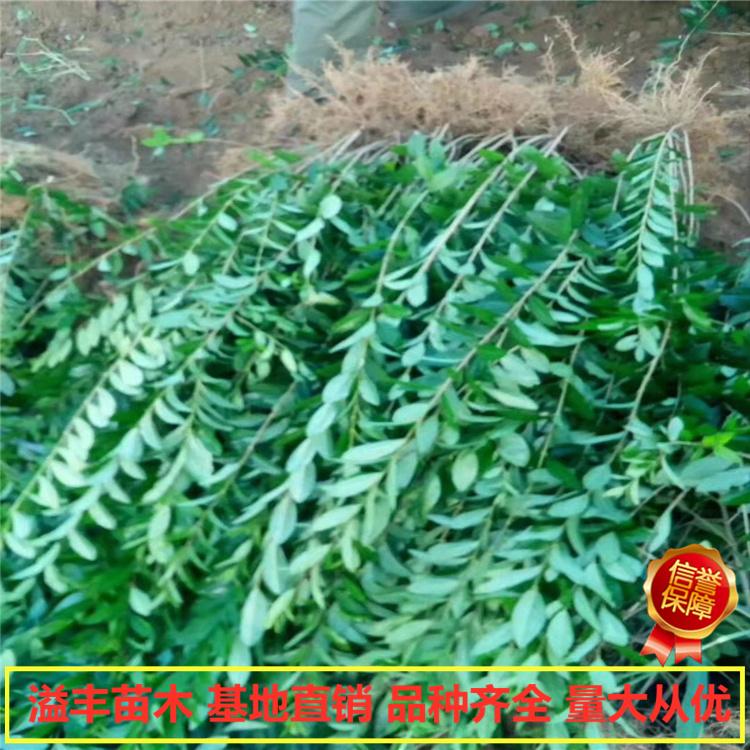 水腊树苗批发 丹东 溢丰  水蜡苗价格 基地直发