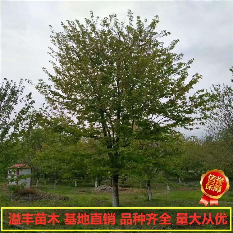行道树红枫  丹东 溢丰 美国红枫 基地直发