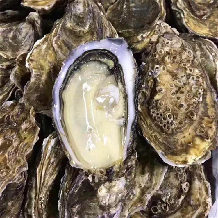 牡蛎批发 个大肥美 丹东东港牡蛎野生三倍体生蚝 地标产品