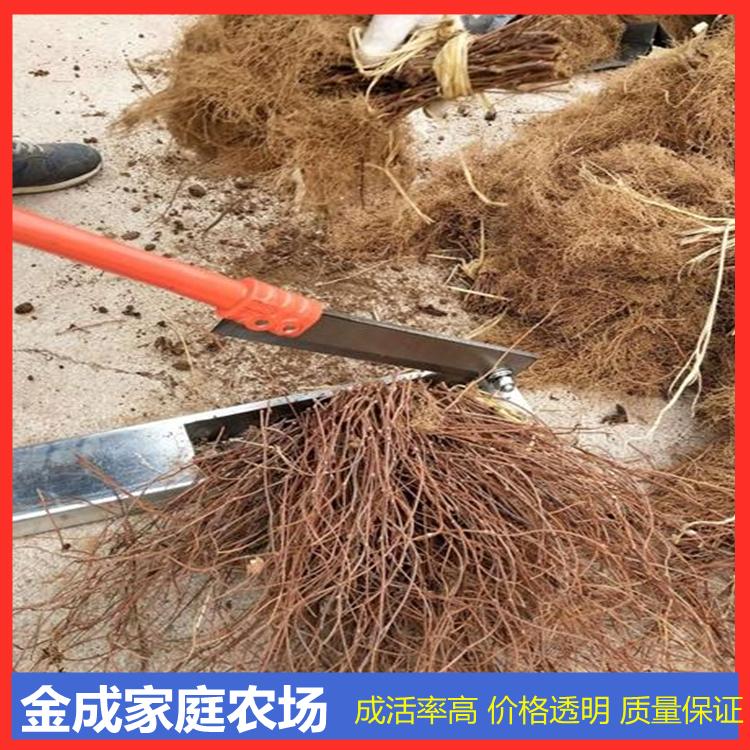 优质辽五味子苗基地 金成家庭农场批发高成活率五味子苗