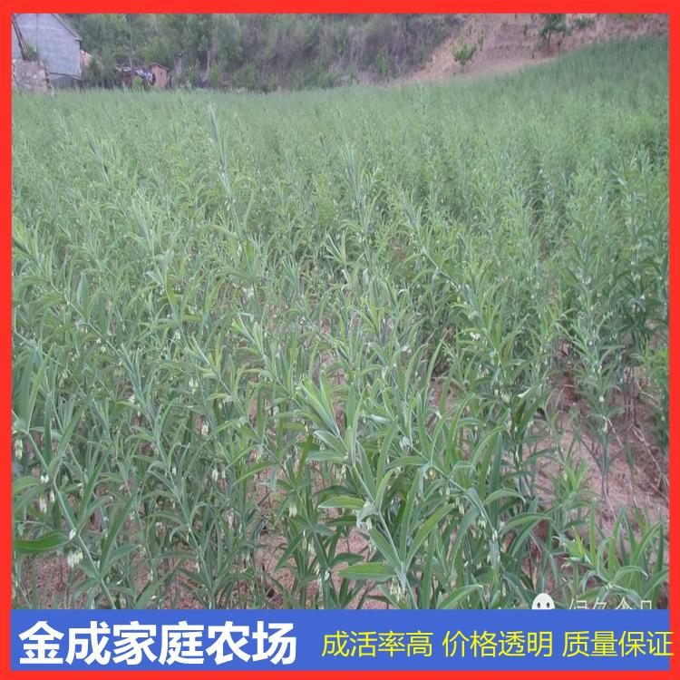 鸡头黄精苗批发金成农场基地直供包售后技术黄精苗价格低