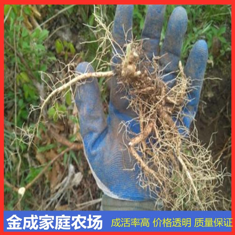 威灵仙种子 金成农场威灵仙种子成活率高 