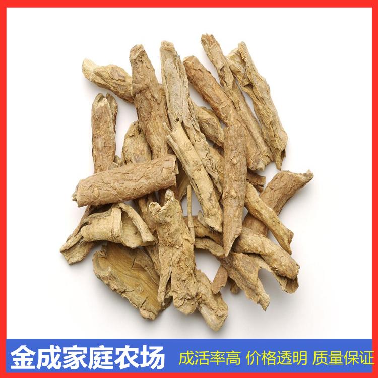 北苍术苗基地直发 金成农场苍术苗成活率高亩产收益高