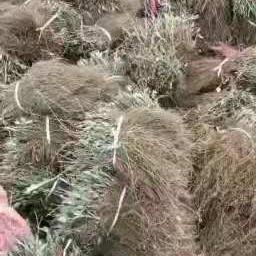 威灵仙二年苗基地直发威灵仙苗 金成农场批发威灵仙苗 优质威灵仙树苗