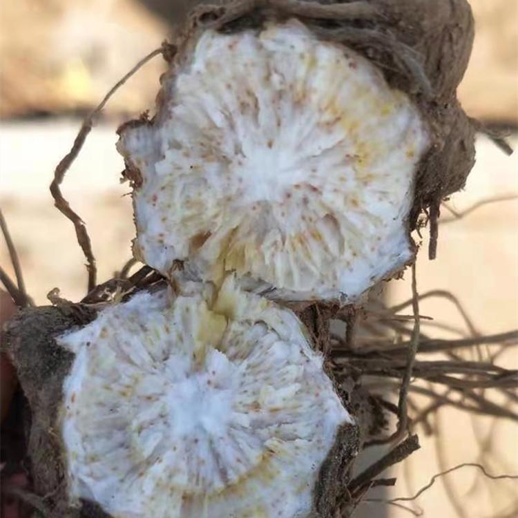 苍术种苗 朱砂点苍术苗种植 北苍术种苗