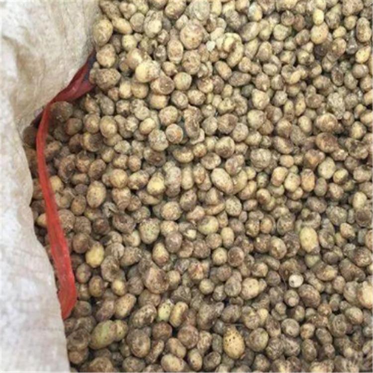 威灵仙种子 优质威灵仙种子种植基地批发价格 药材种子 发芽率高