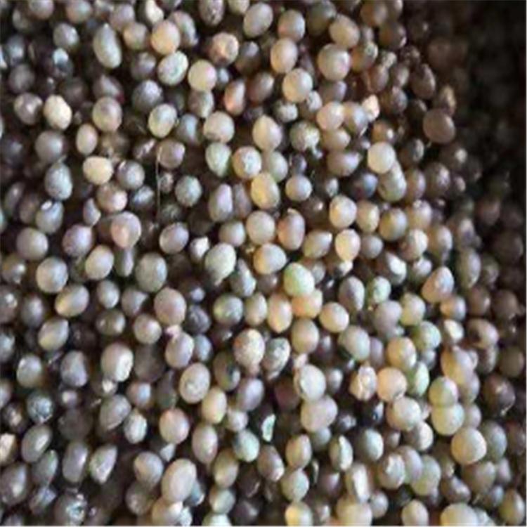 黄精种子 现摘黄精种子 发芽率高 育黄精种苗专用 黄精种植基地直发价格