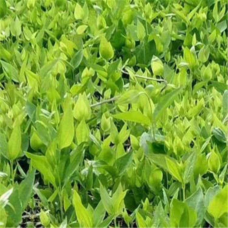 威灵仙苗 基地批发种植威灵仙苗价格 大量批发优质威灵仙苗