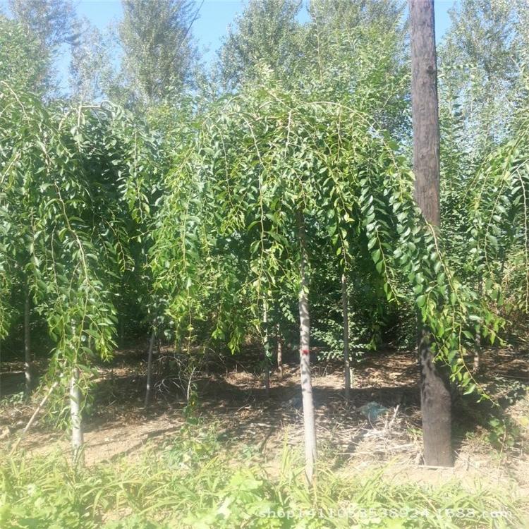 榆树苗批发价格 风景树行道树防护树8公分12公分榆树苗 榆树绿化苗专用种植基地