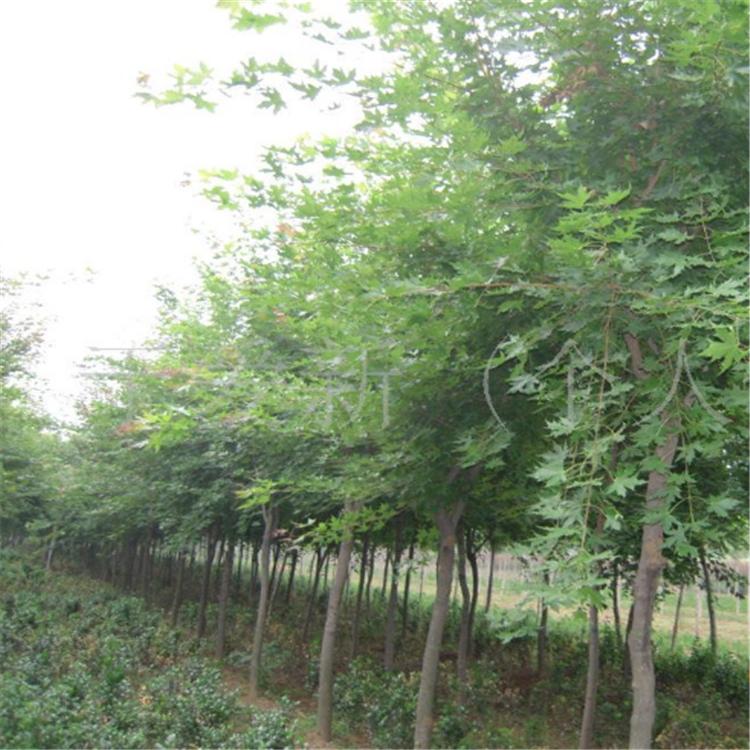 五角枫 优质8公分五角枫 现货绿化工程五角枫树苗基地批发价格