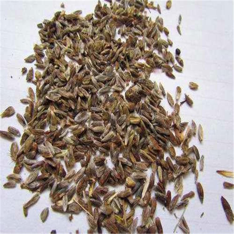 苍术种子 苍术籽 北苍术种子 朱砂点苍术种子选抚顺米兰 纯度99%高品质低价格 