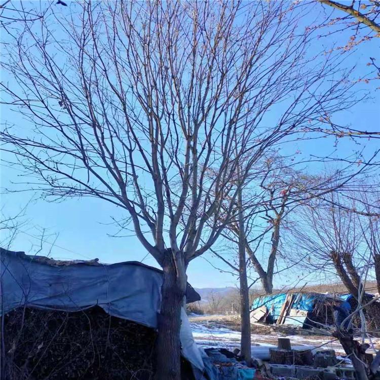 水曲柳 精品苗木落叶大乔木工程绿化 园林别墅绿化 广龙苗圃专供