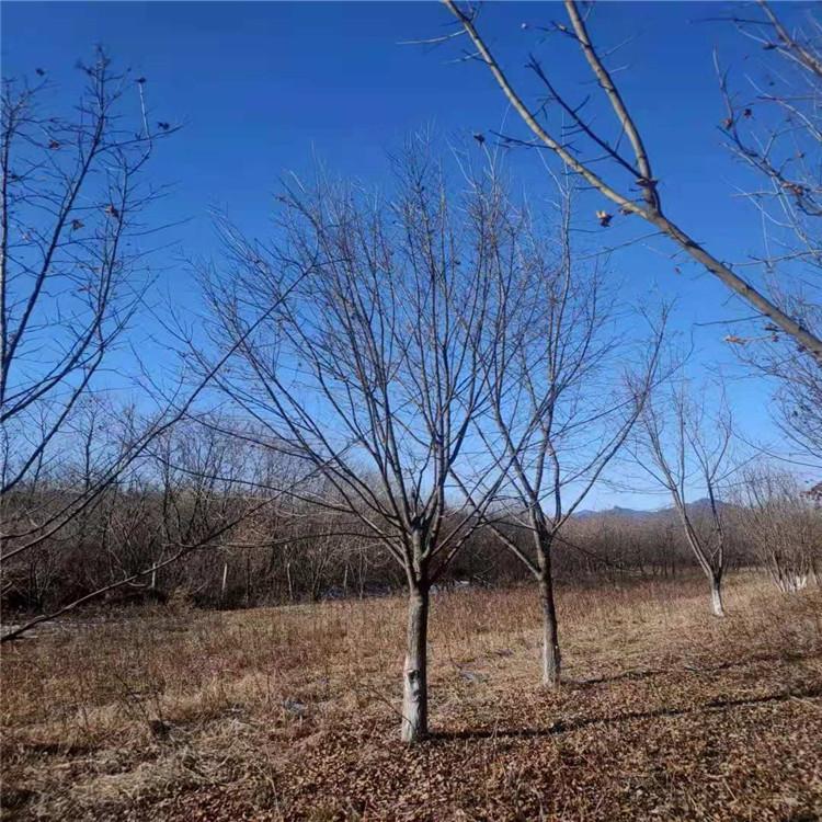 五角枫 广龙苗圃专供 工程绿化五角枫  抗旱抗寒风景树