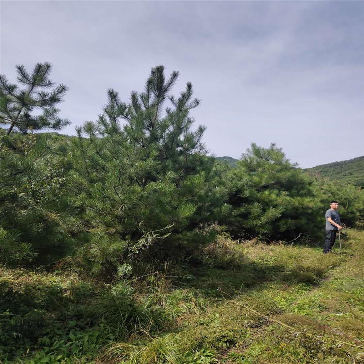 景观造型油松 湿地松树  广龙苗圃专供 现场参观 造型正宗
