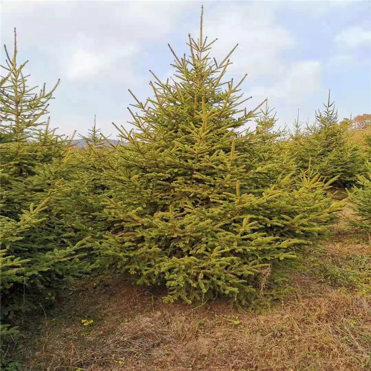 云杉 广龙苗圃专供 树形优美 四季常青 规格齐全 绿化工程