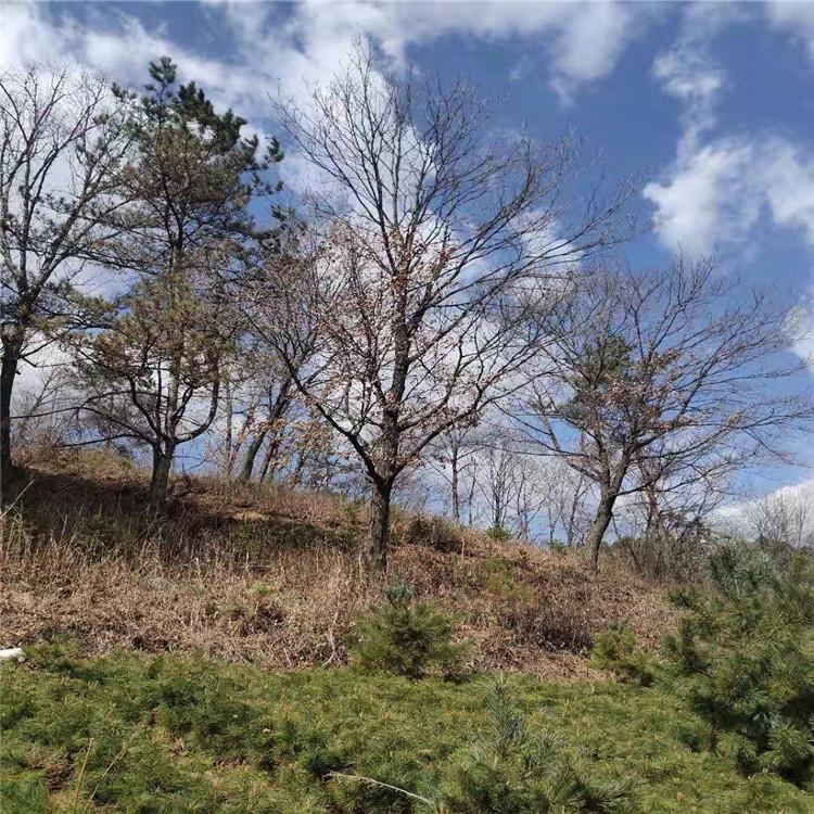 蒙古栎 广龙苗圃专供 大规格蒙古栎资源充足 发货快 常年供应