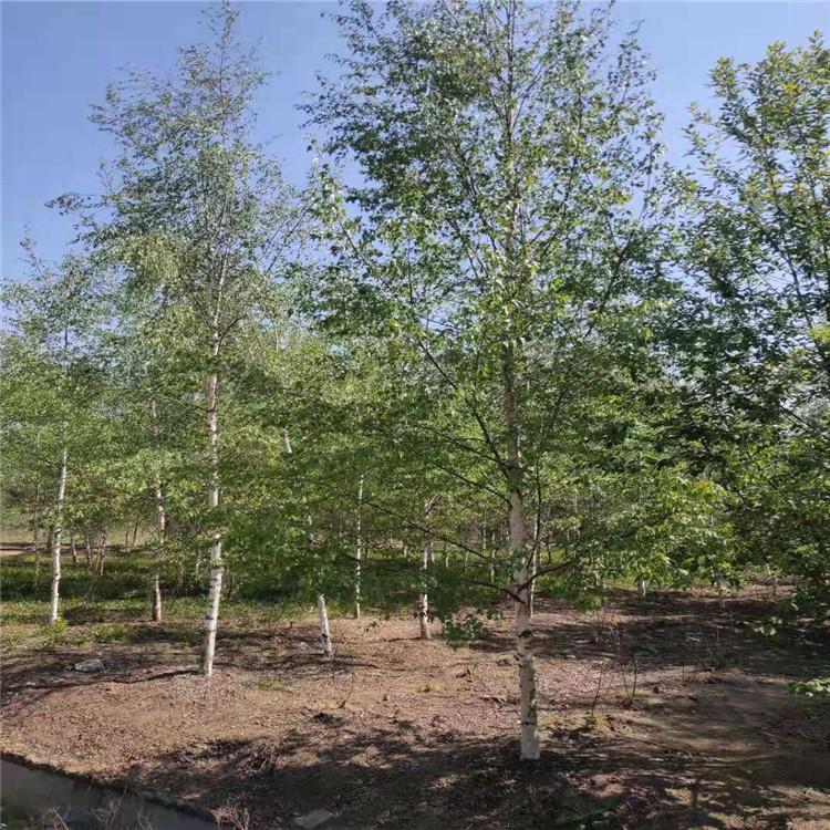 精品丛生白桦树 基地直销 装饰树干 清原满族自治县广龙苗圃专供