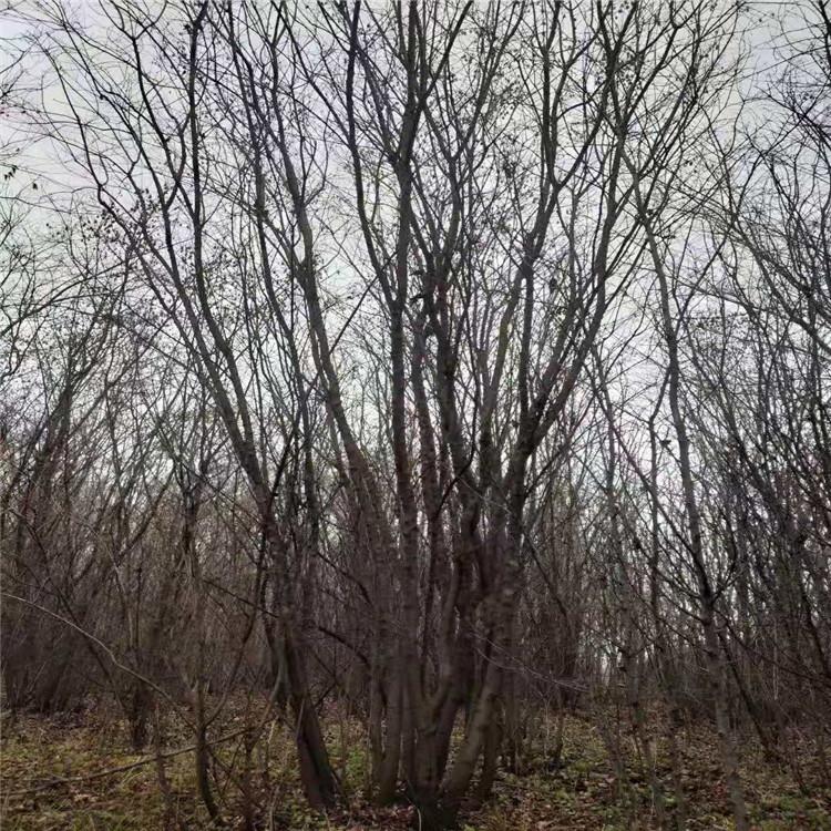 荼条槭 广龙苗圃专供 园林观赏植物 景区孤植 列植 行道树