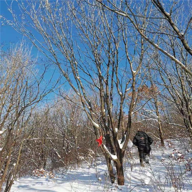 丛生花曲柳 落叶乔木 园林别墅绿化苗木 广龙苗圃专供 