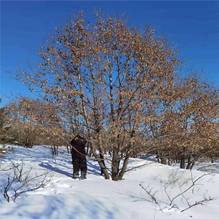 丛生蒙古栎 大规格 常年供应 风景园林植被绿化树丛生 清原满族自治县广龙苗圃专供