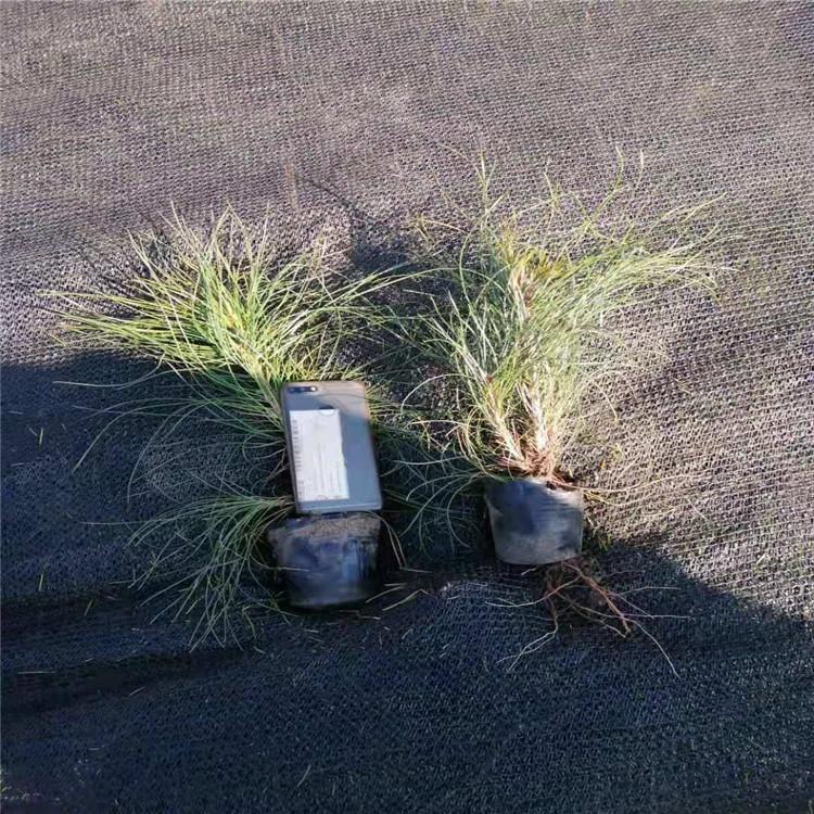 油松营养杯苗 广龙苗圃专供 易成活 耐寒不怕冻 量大价低