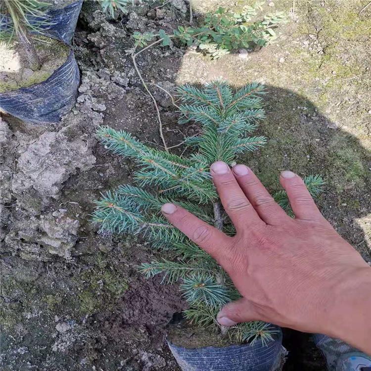 云杉营养杯苗 广龙苗圃专供 常绿树苗 四季常青 耐寒