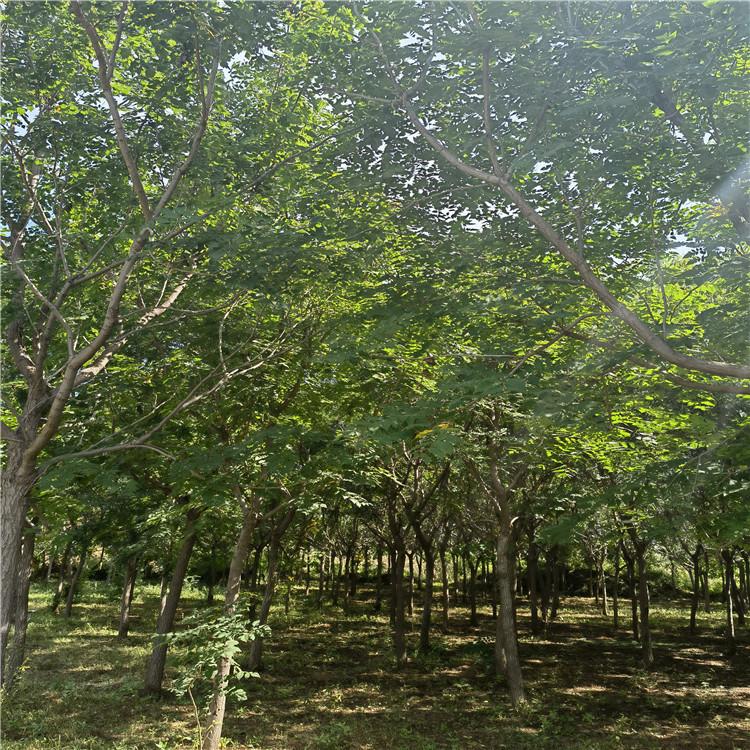 北栾树苗 栾树小苗价格 工程苗木 绿化树批发 苗圃直销