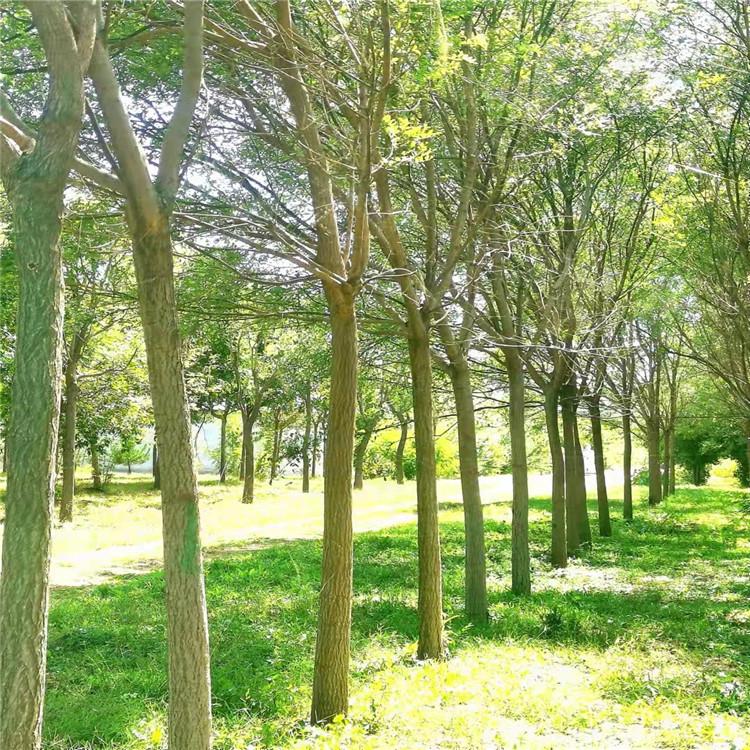 国槐树苗 绿化工程国槐 速生国槐苗 工程苗木 绿化树批发 立云苗圃