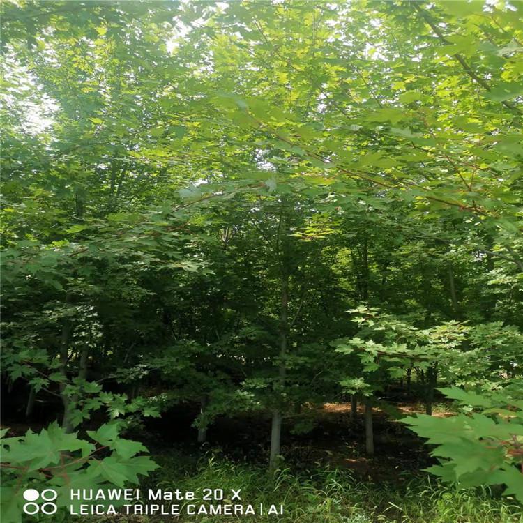 美国红枫 精品红枫 10公分美国红枫 观赏美国红枫 行道树红枫