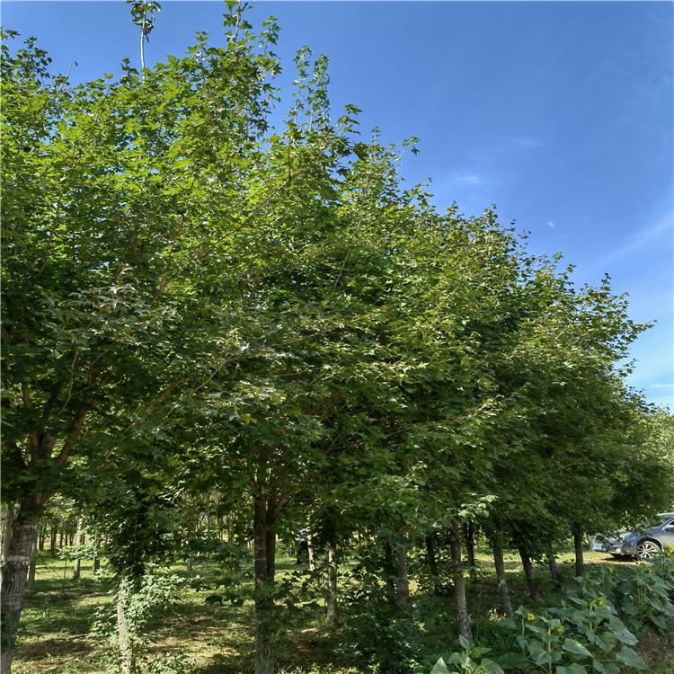 五角枫 丛生五角枫 五角枫批发 园林绿化观赏树种 苗圃直售