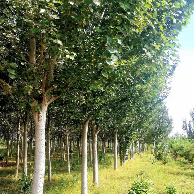 银中杨苗 银中杨现苗价格 东北银中杨 银中杨小苗精选苗木基地