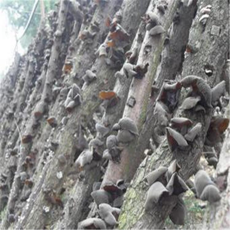 东北木段黑木耳供应 产地直供木耳