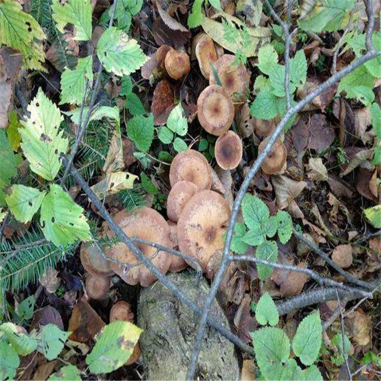 榛蘑 东北产地直供榛蘑  榛蘑供应厂家