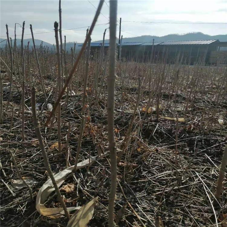 刺嫩芽  刺嫩芽苗  刺老苞  刺嫩芽小苗  刺嫩芽苗木
